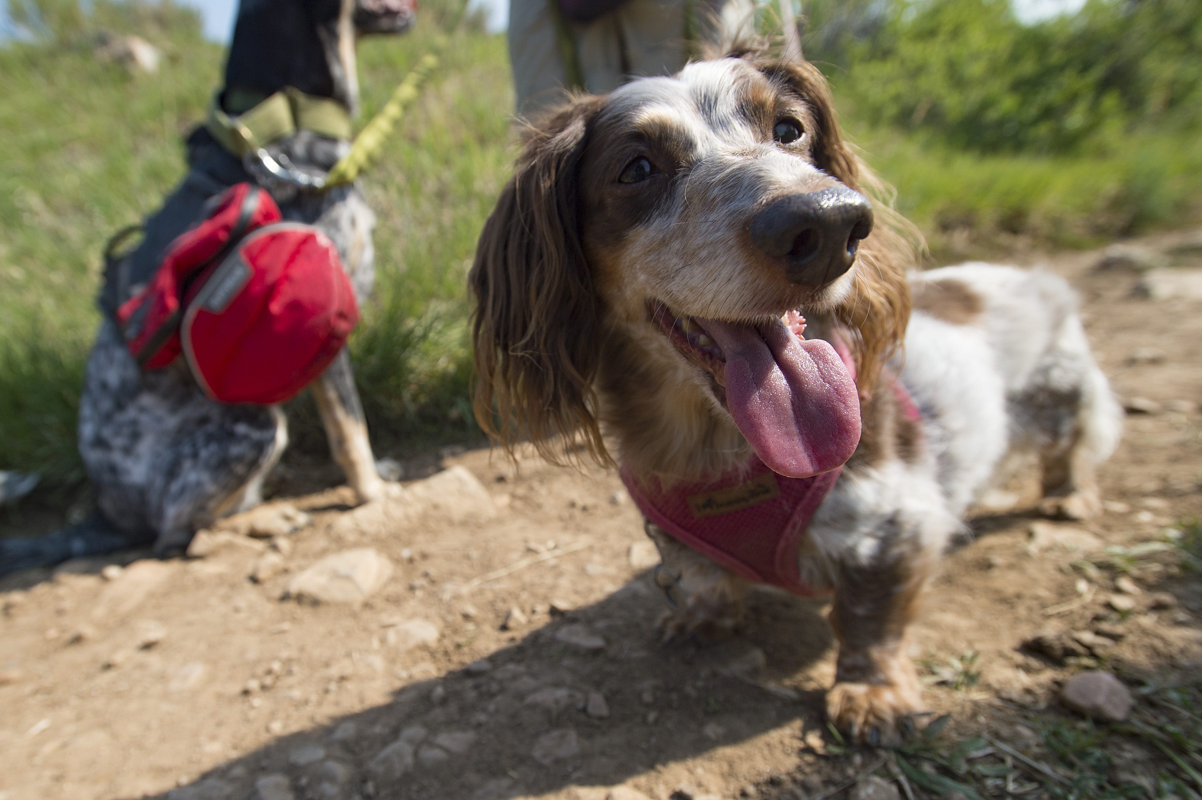 mountain ridge dog booties